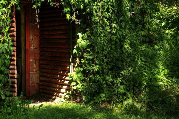 Wilde Trauben umhüllten das ganze Haus