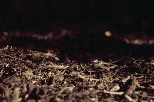 Dry leaves, twigs on a gray picture