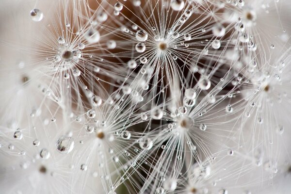 Fluffy dandelions in the dew like a spider s web