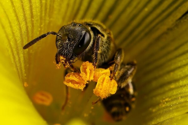 A bee collects pollen on a flower