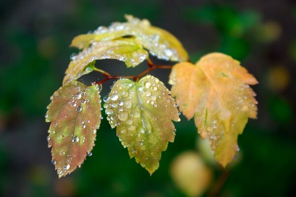 A twig with yellow leaves, drizzling rain