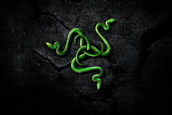 A pentagram of three poisonous green snakes on a black stone