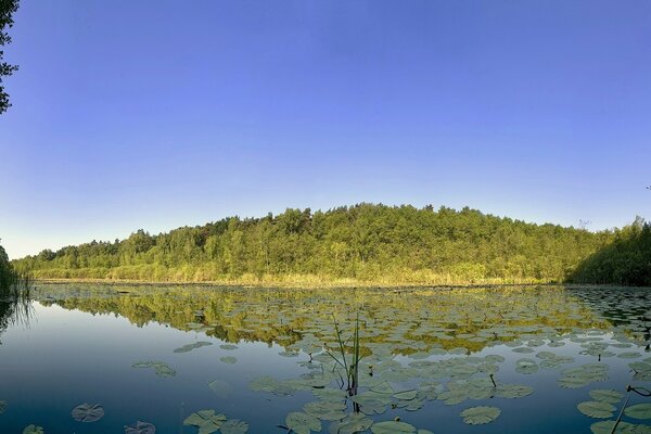 Reflejo del bosque en el agua. Hojas en la superficie del agua