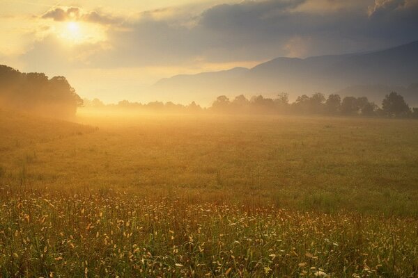 Puesta de sol en un claro verde