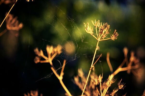 Web su erba asciutta dal sole