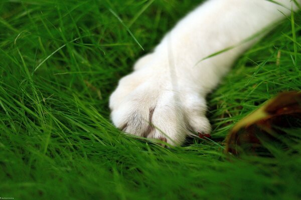 Łapa kota na zielonej trawie