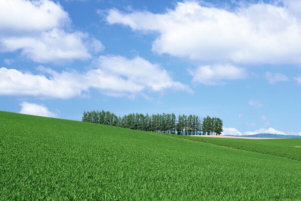 Arbres Solitaires, petite forêt parmi les vastes champs verts