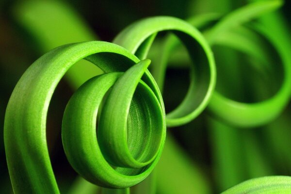 Espiral inusual de hierba verde