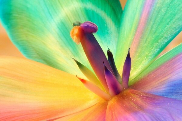 Разноцветный яркий цветок. Лепестки цвета радуги