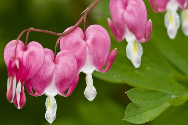 Flores en forma de corazón