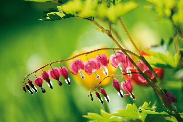 Fleurs roses sur une branche verte