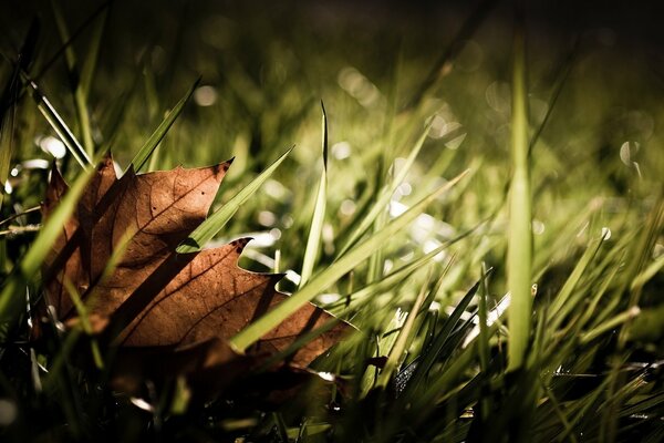 Feuille d érable translucide dans l herbe