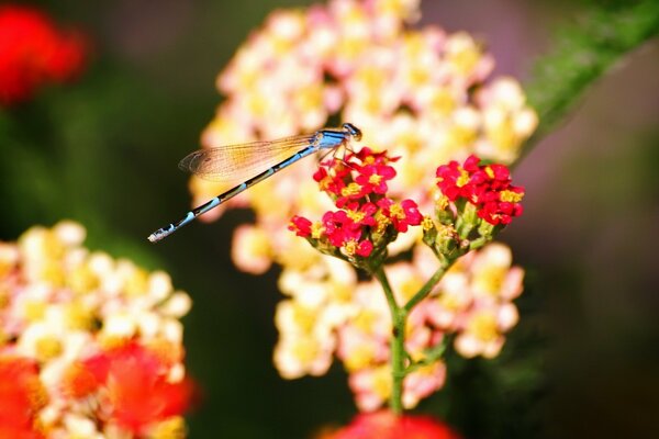 Libellule sur petites fleurs rouges