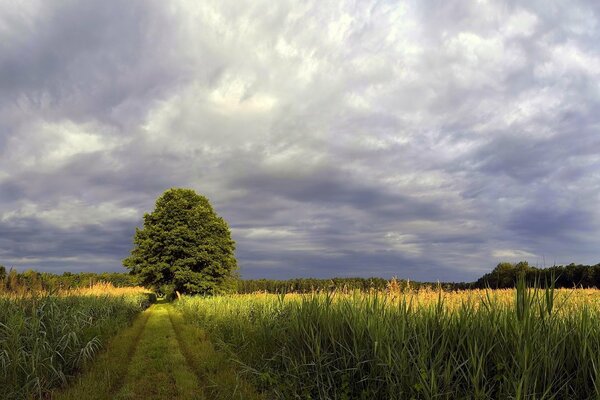 Ein Feld mit einem Baum in der Mitte und einem schönen Himmel