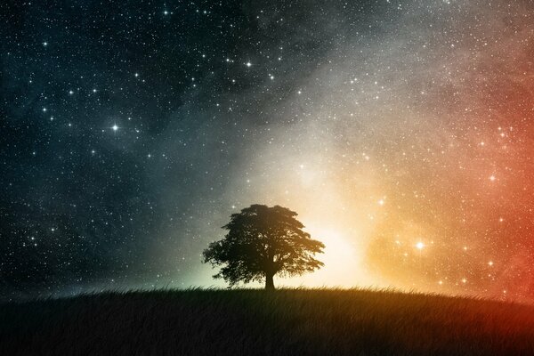 A lonely tree at night under the night sky