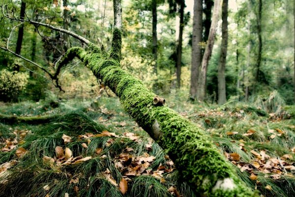 A tree overgrown with moss in the forest
