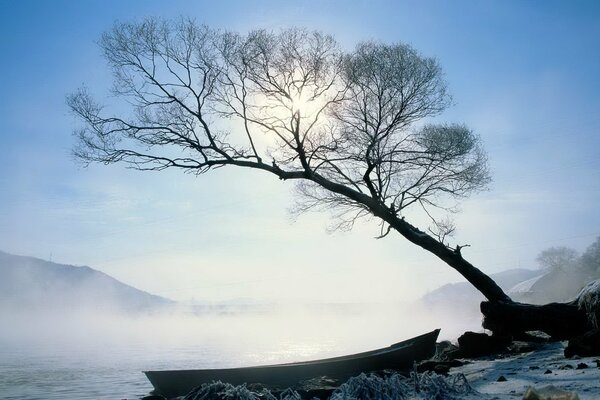 Boot im Nebel über dem Wasser neben einem Baum