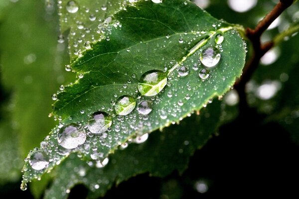 Petites gouttelettes d eau sur une feuille verte