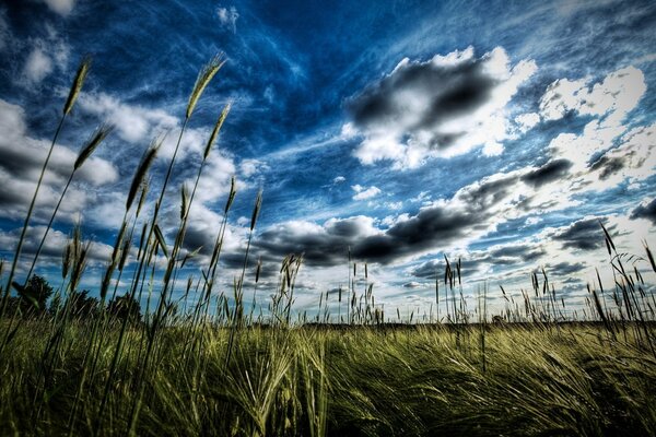 Ährchen auf einem Feld unter blauem Himmel