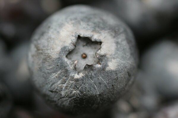 Grey blueberry with a star shape