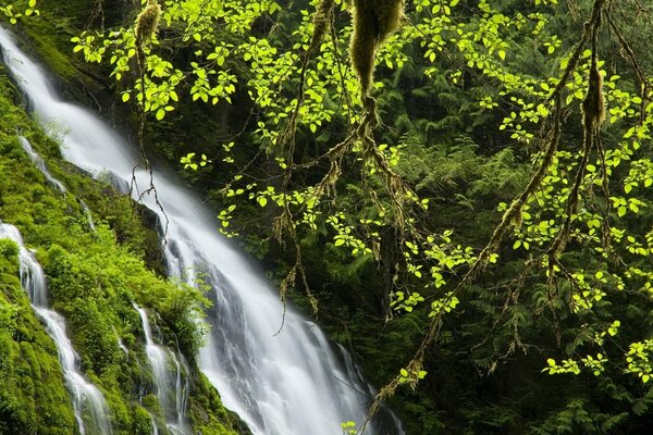 Po-Wasserfall inmitten des Waldes