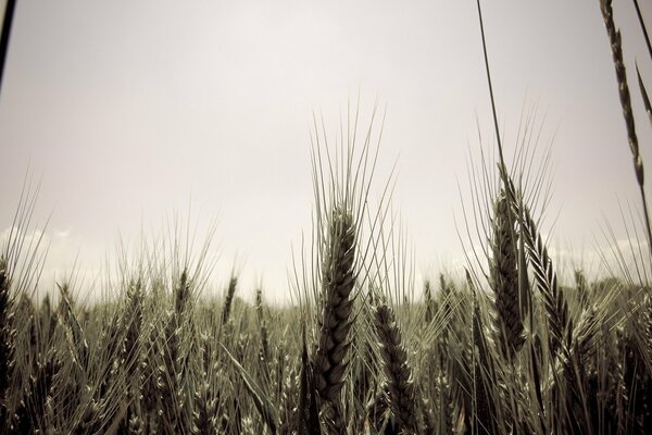 Espiguillas de grano de oro en verano