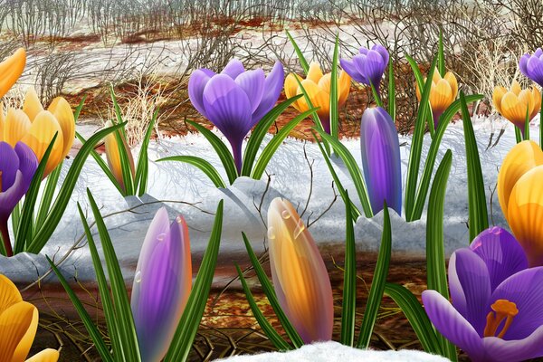 Flores campanillas de Nieve en el bosque en la nieve en primavera