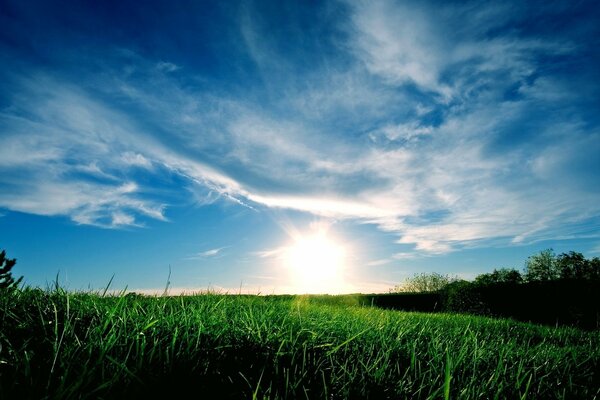 The bright rays of dawn on the green grass