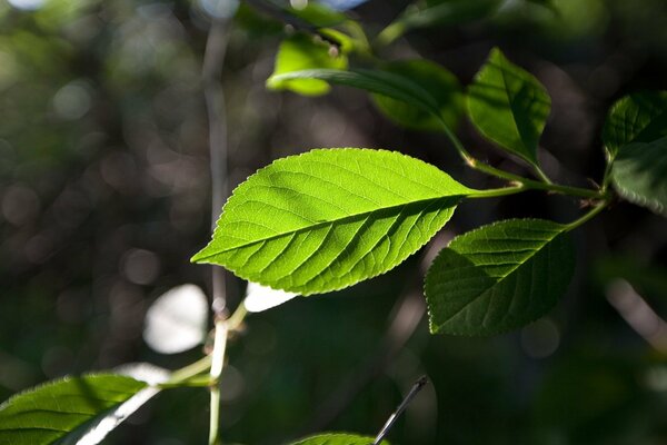 A branch with green leaves, a vein