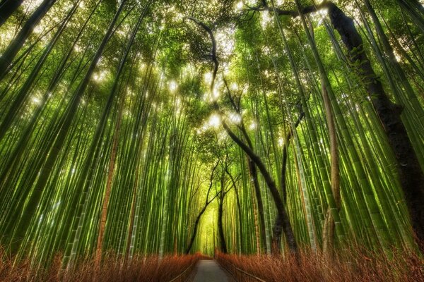 Sun rays through green bamboo trunks