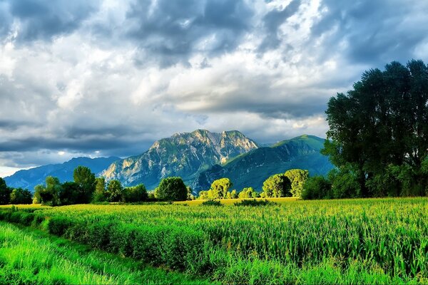 Colori vivaci nella natura estiva delle montagne