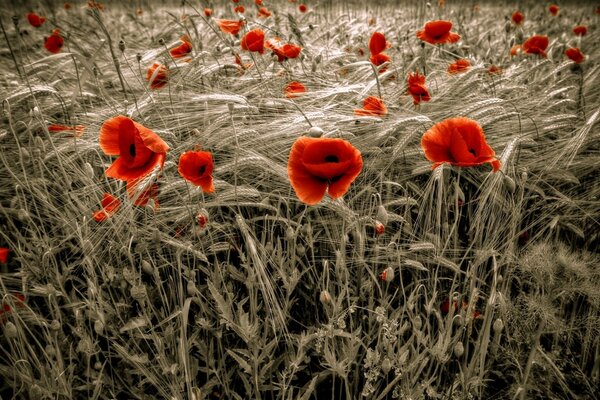 Bright red poppies in the field