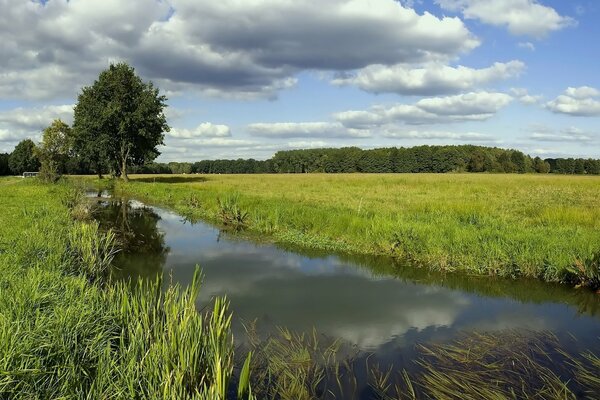 Mountain river in the green grass