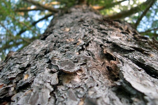 Die Rinde eines alten Baumes im Wald