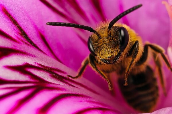 Une abeille sort d une fleur