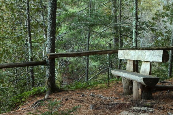 Negozio di legno nella foresta di conifere