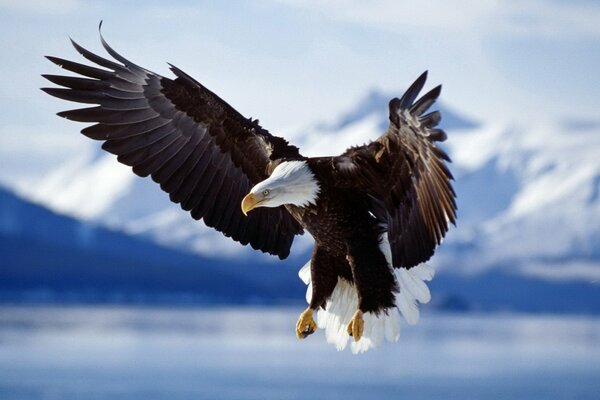 An eagle soaring in the snowy mountains