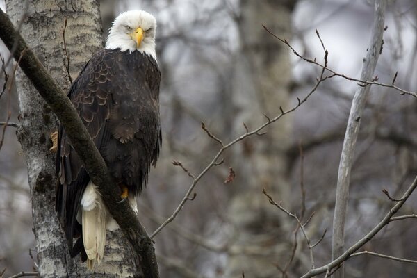 Der wichtigste Adler der Welt