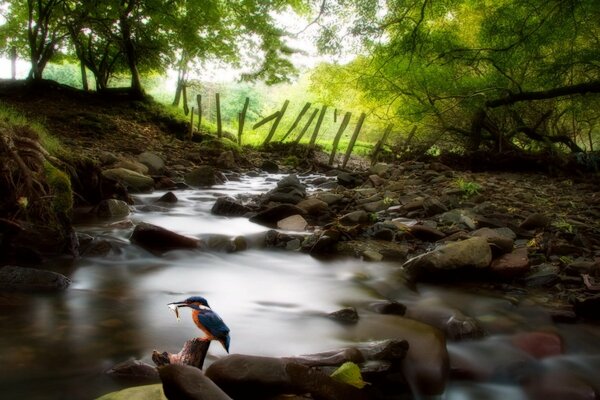 Oiseau sur les rochers près du ruisseau de montagne