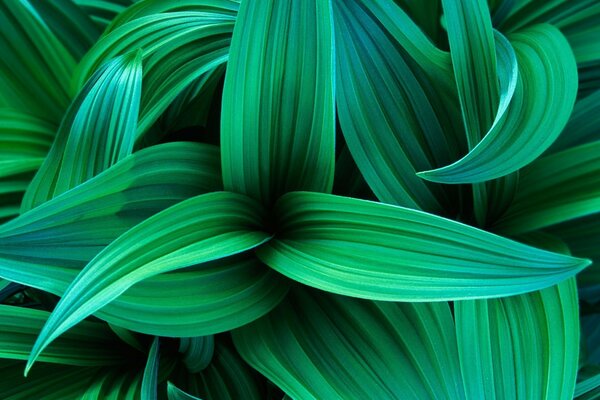 Verts juteux lumineux. Feuilles à rayures