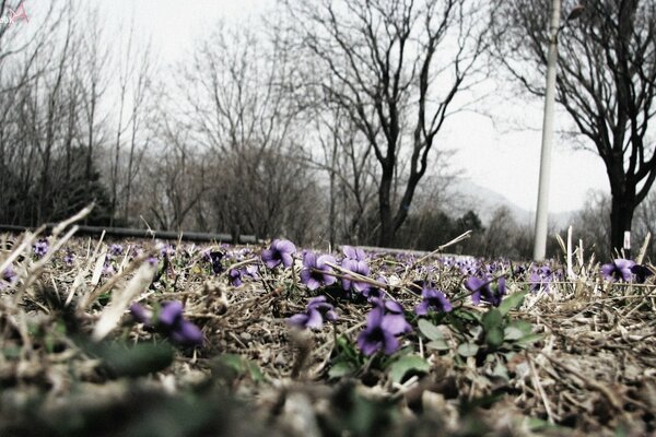 Fleurs violettes lumineuses sur l herbe d automne