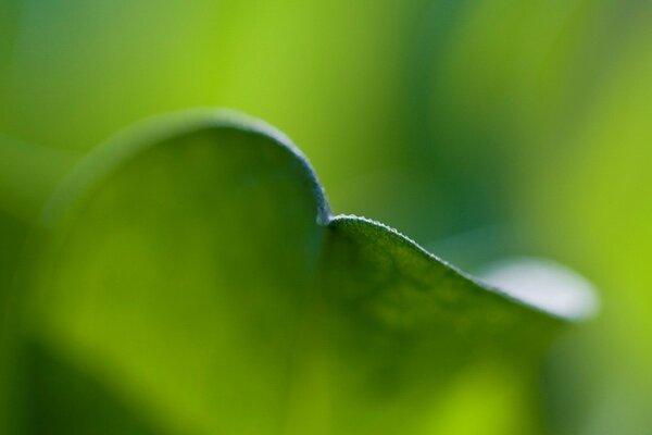 Bordo chiaro della foglia verde su sfondo sfocato