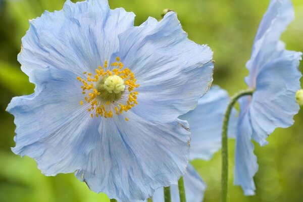 Hermosas flores silvestres pétalos de color azul claro