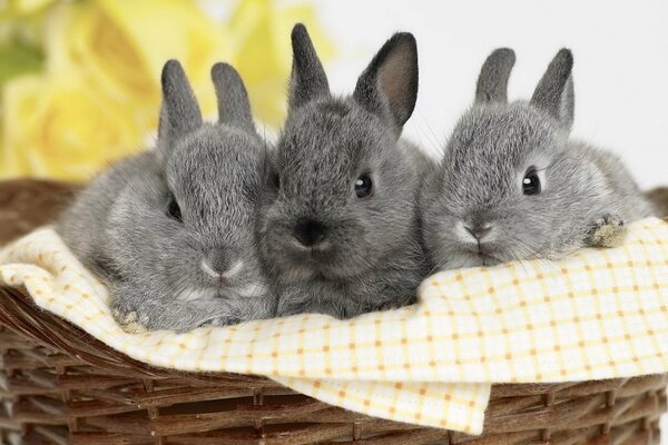 Trois lapins dans le panier