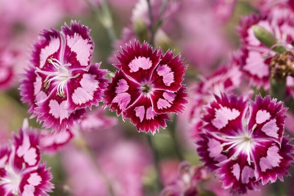 Makro mit Wespe auf rosa Blüten