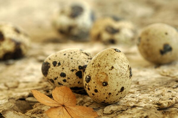 Oeufs de caille avec une feuille