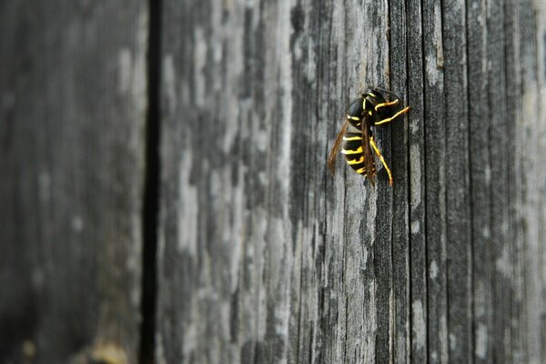 Guêpe insecte assis sur une clôture en bois