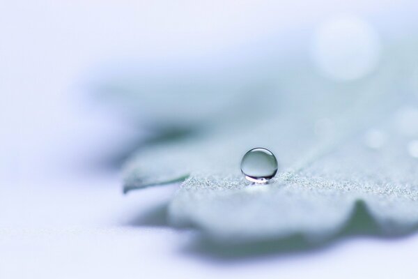 A round drop on a lonely frozen leaf