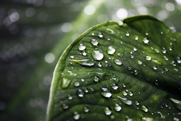 Dew drops on a green leaf