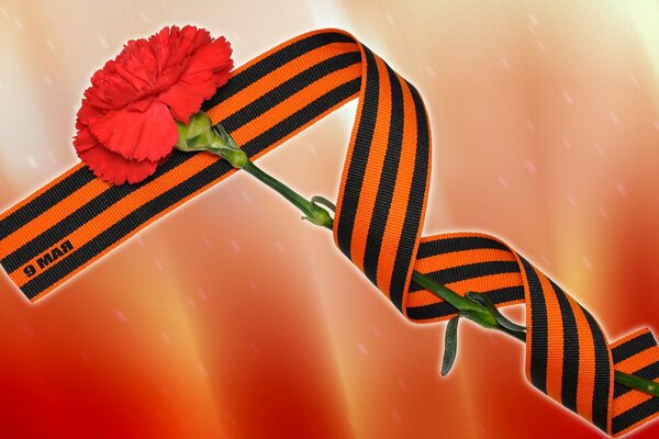 Symbols of May 9 St. George s ribbon and carnation